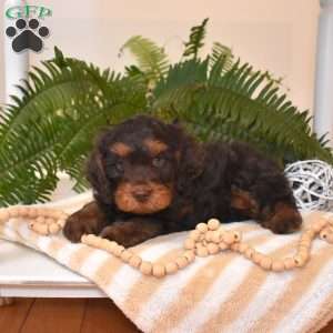 Ranger, Cavapoo Puppy